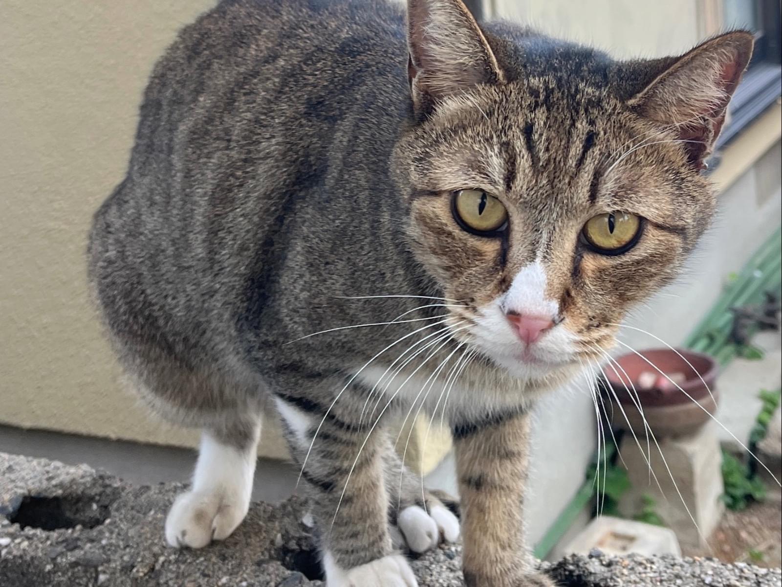 目撃された猫 目撃された猫