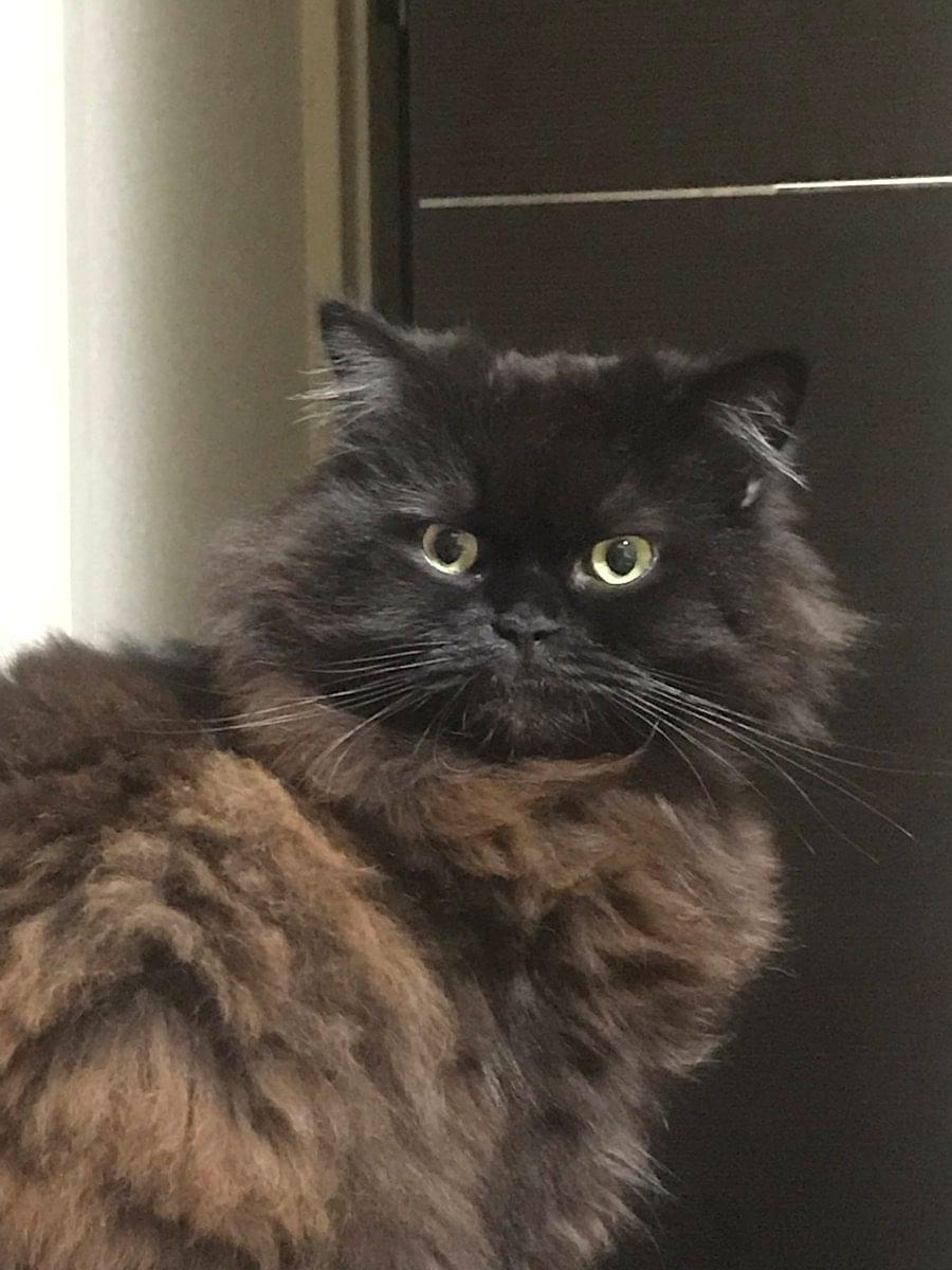 長毛の黒猫 を探しています