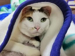 白い三毛、胴体、足は白、背中に丸い三毛模様、しっぽも模様