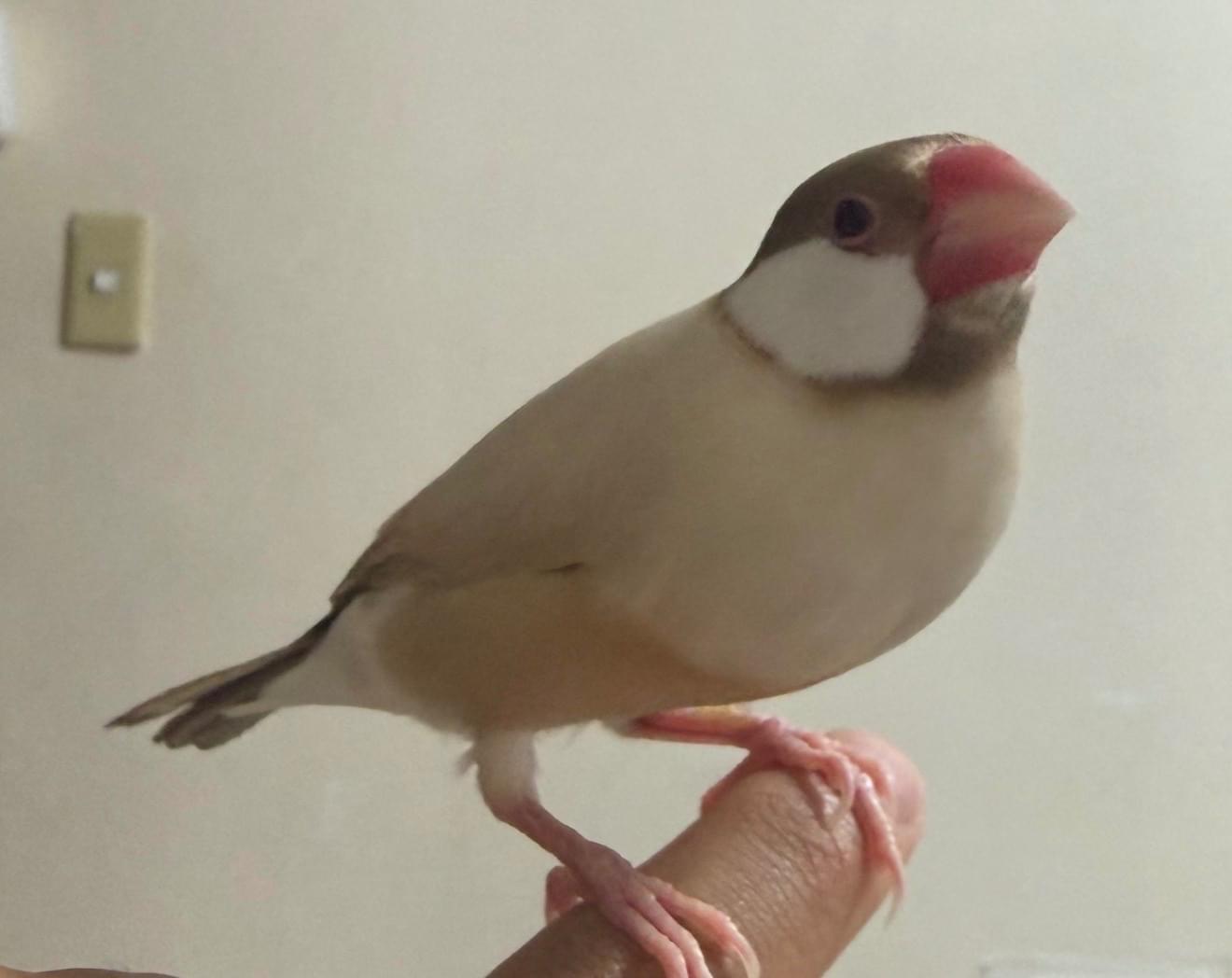 シナモン文鳥探してます