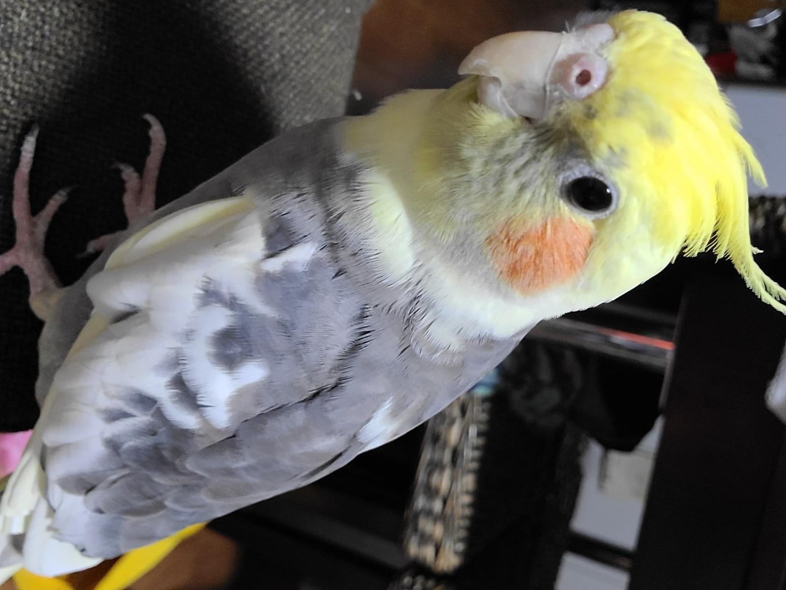 ルルちゃん ルルちゃん