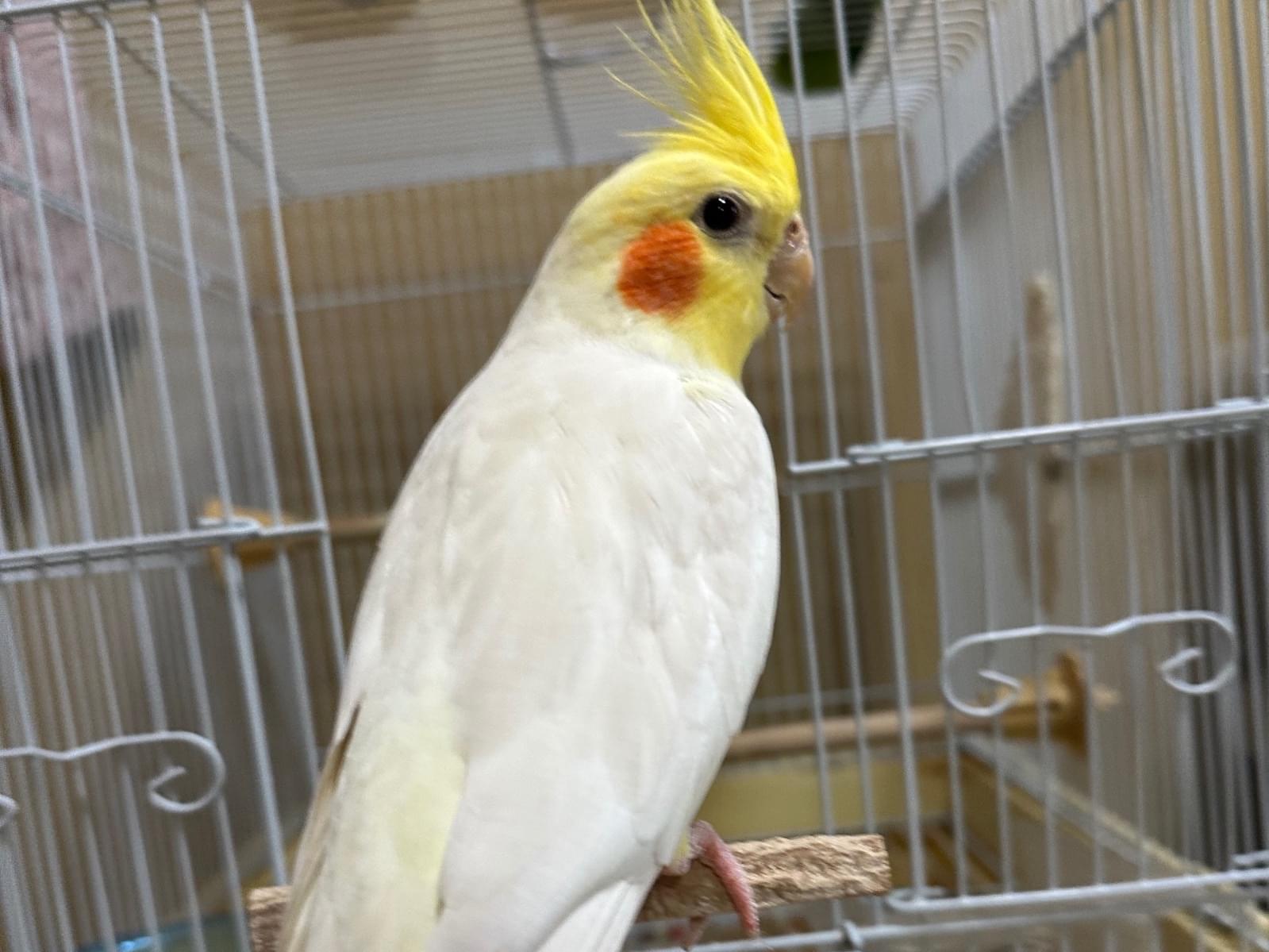 ビビちゃん ビビちゃん