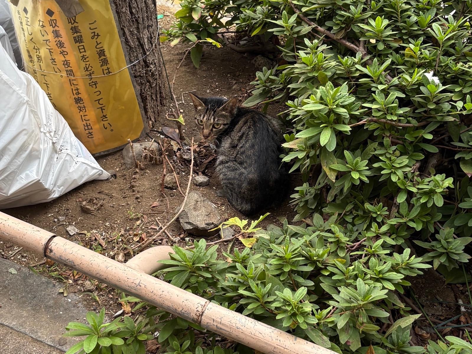 目撃された猫 目撃された猫