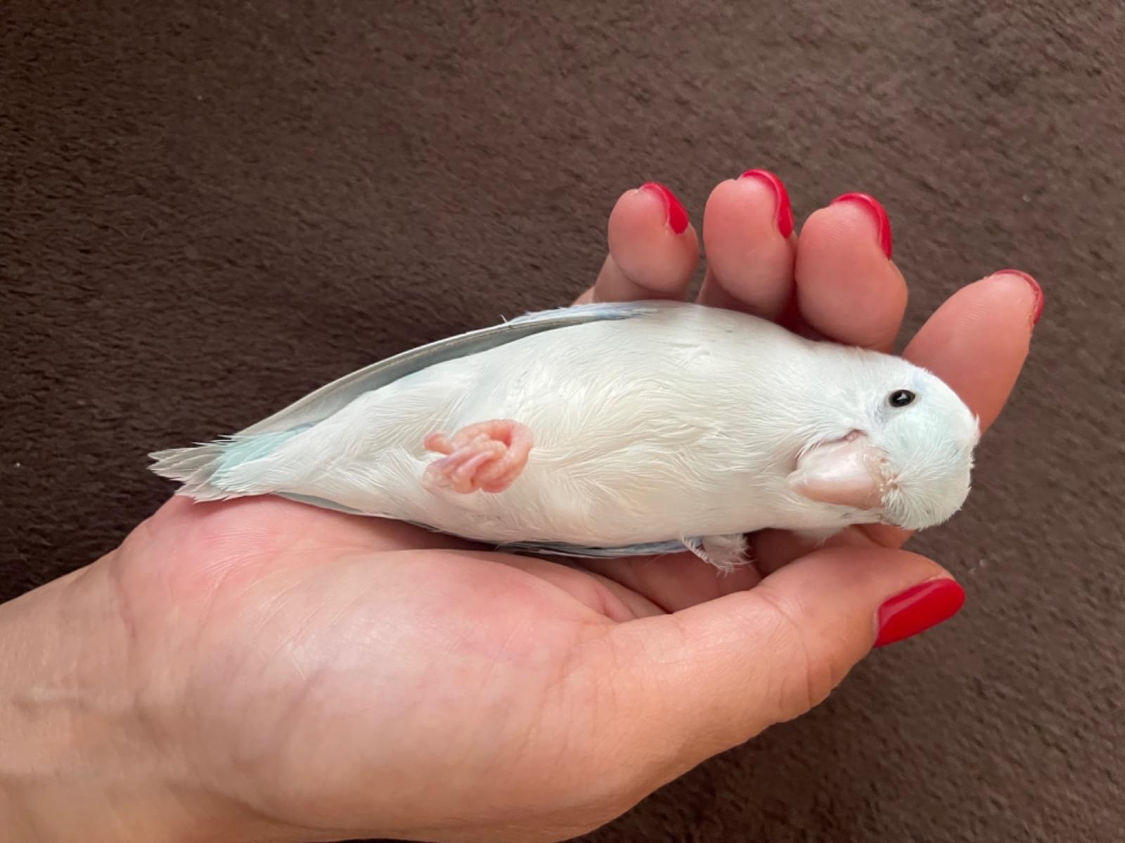 あおのすけちゃん あおのすけちゃん