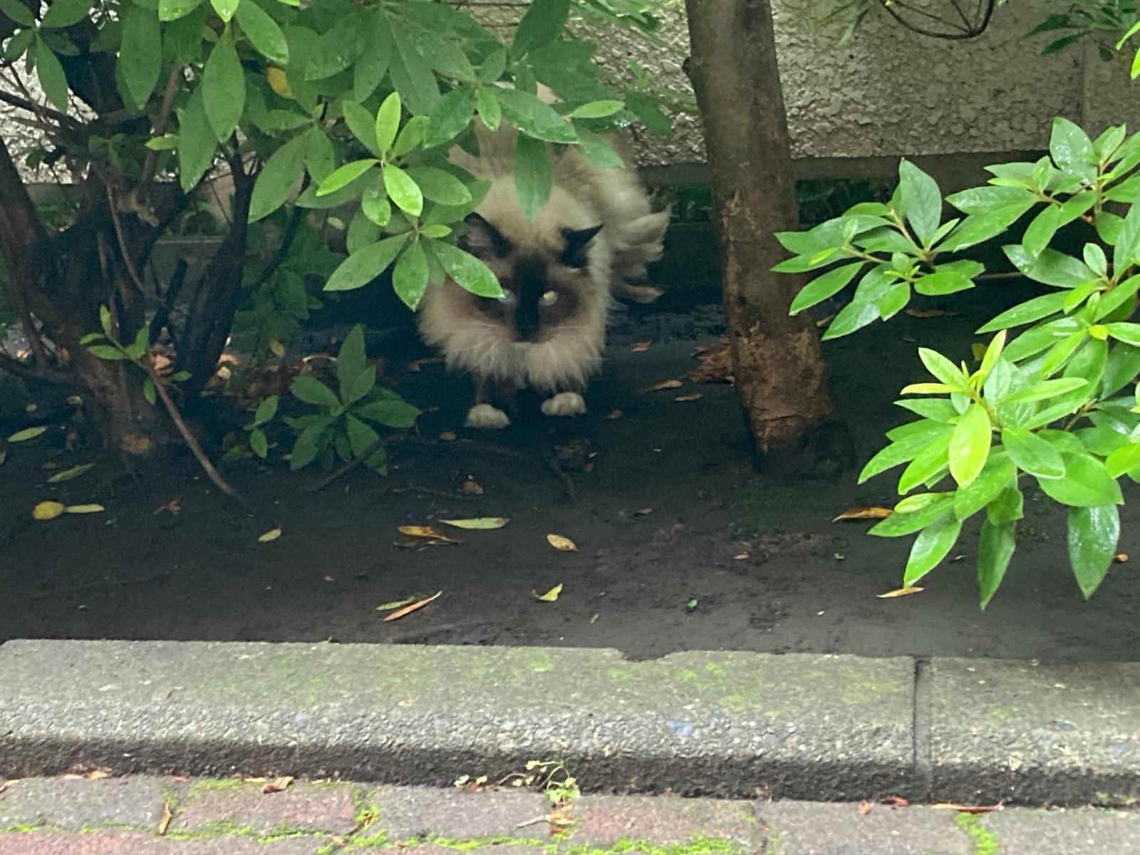 目撃された猫 目撃された猫