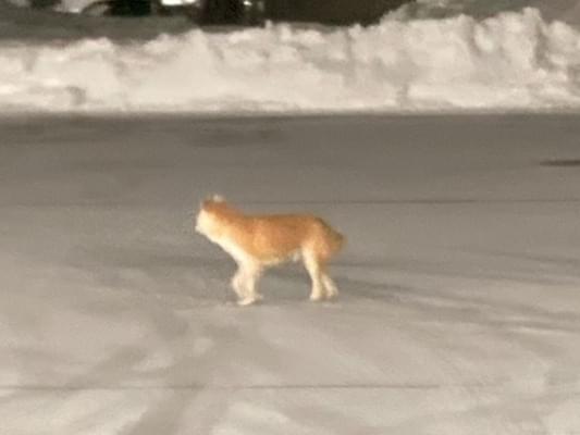 保護された犬