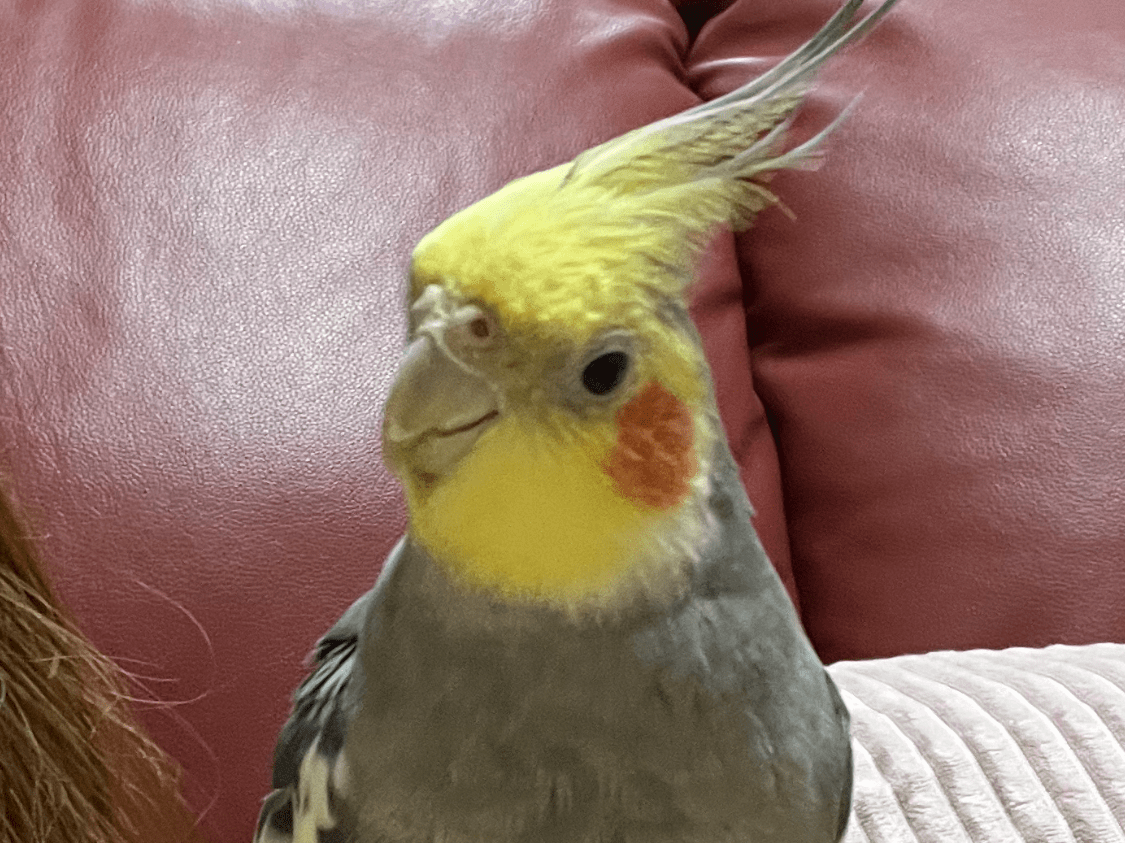 くーちゃん くーちゃん