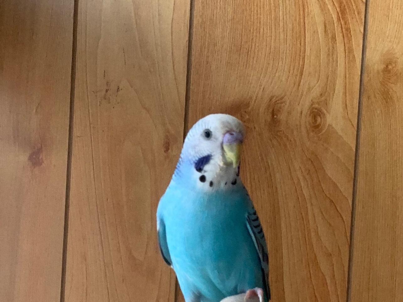 保護された鳥 保護された鳥