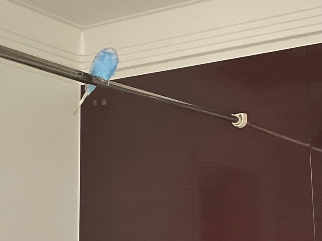 保護された鳥 保護された鳥