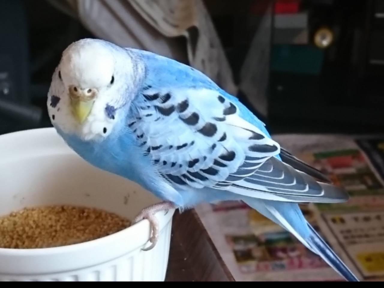 ピーちゃん ピーちゃん