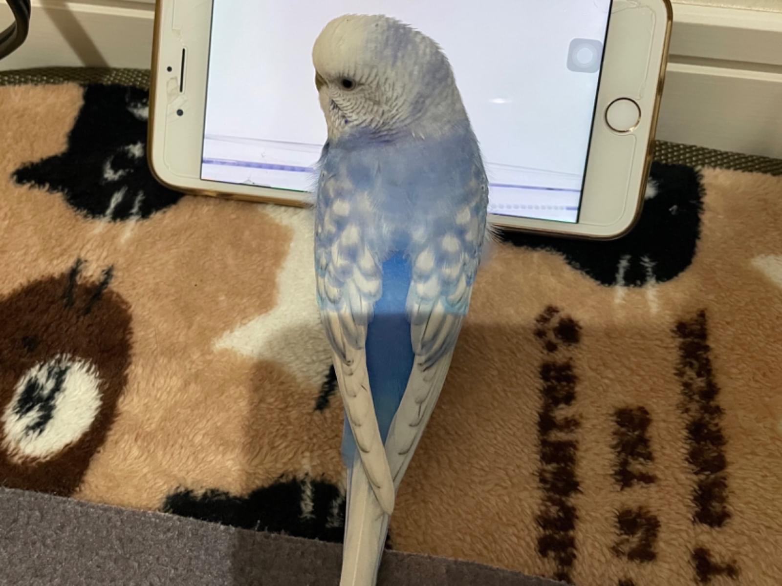 タンちゃん タンちゃん