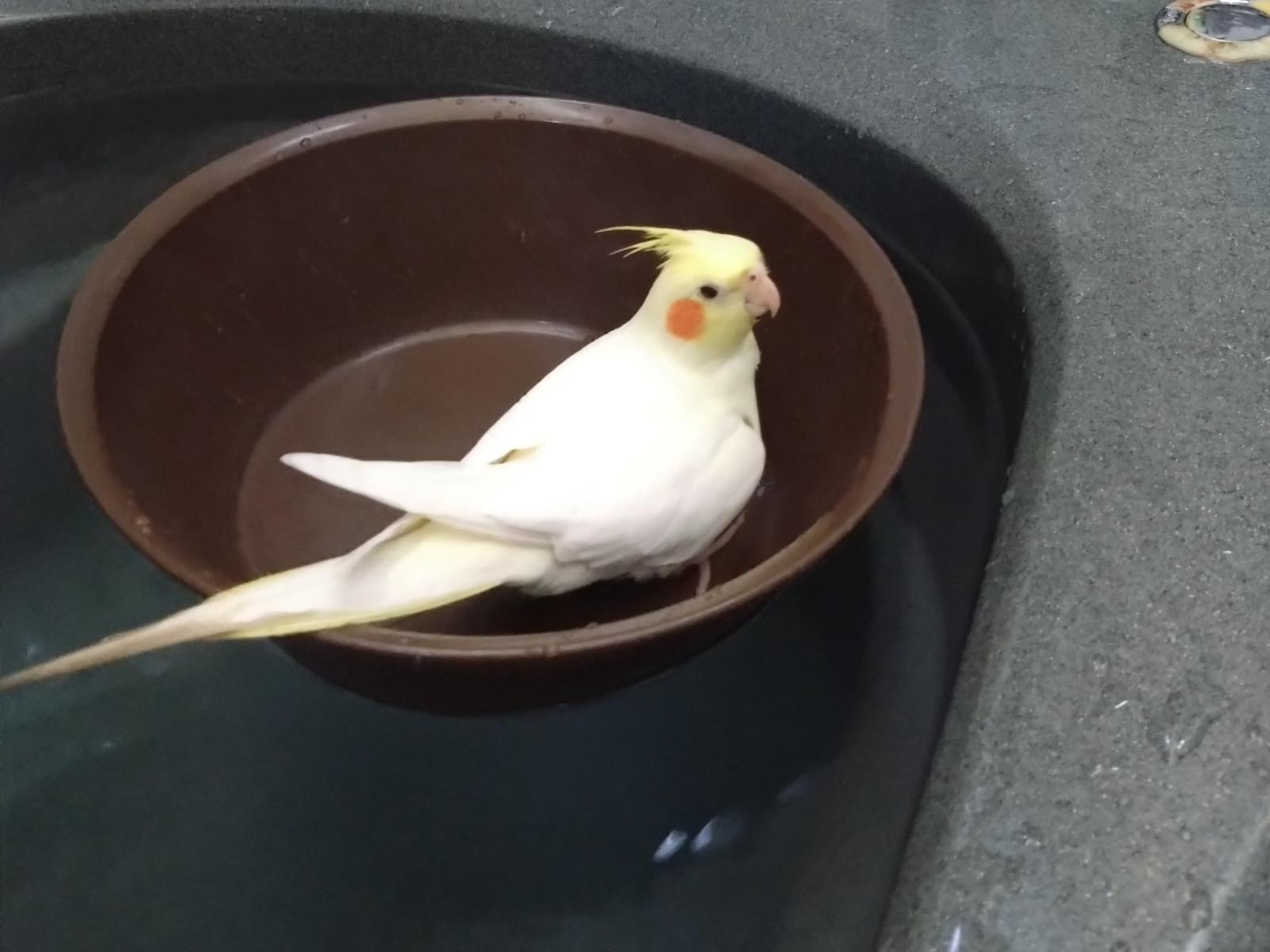 レモン3歳ちゃん レモン3歳ちゃん
