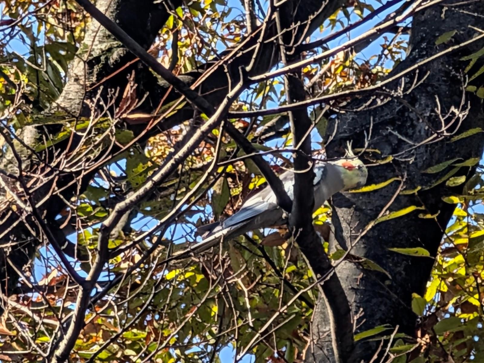 目撃された鳥