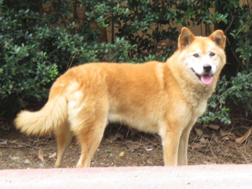保護された犬 保護された犬