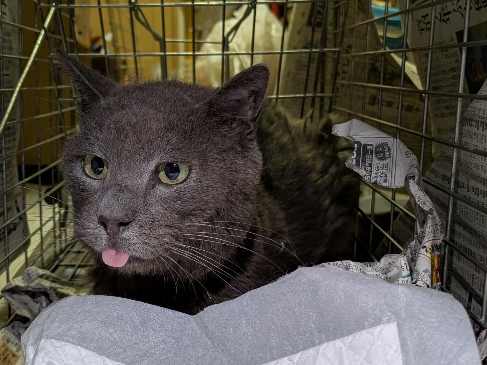 保護された猫 保護された猫