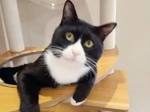 白黒ハチワレビビリな猫です