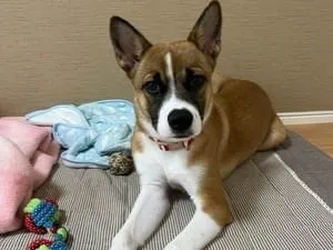 熊本の迷子のペット 90件