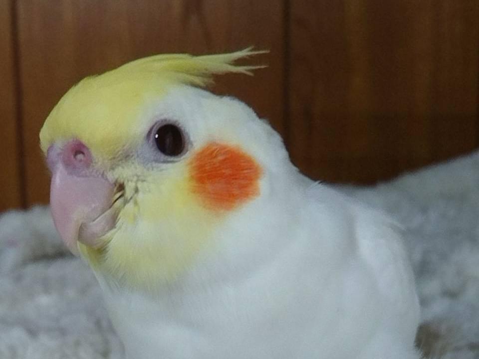 おうちゃん おうちゃん