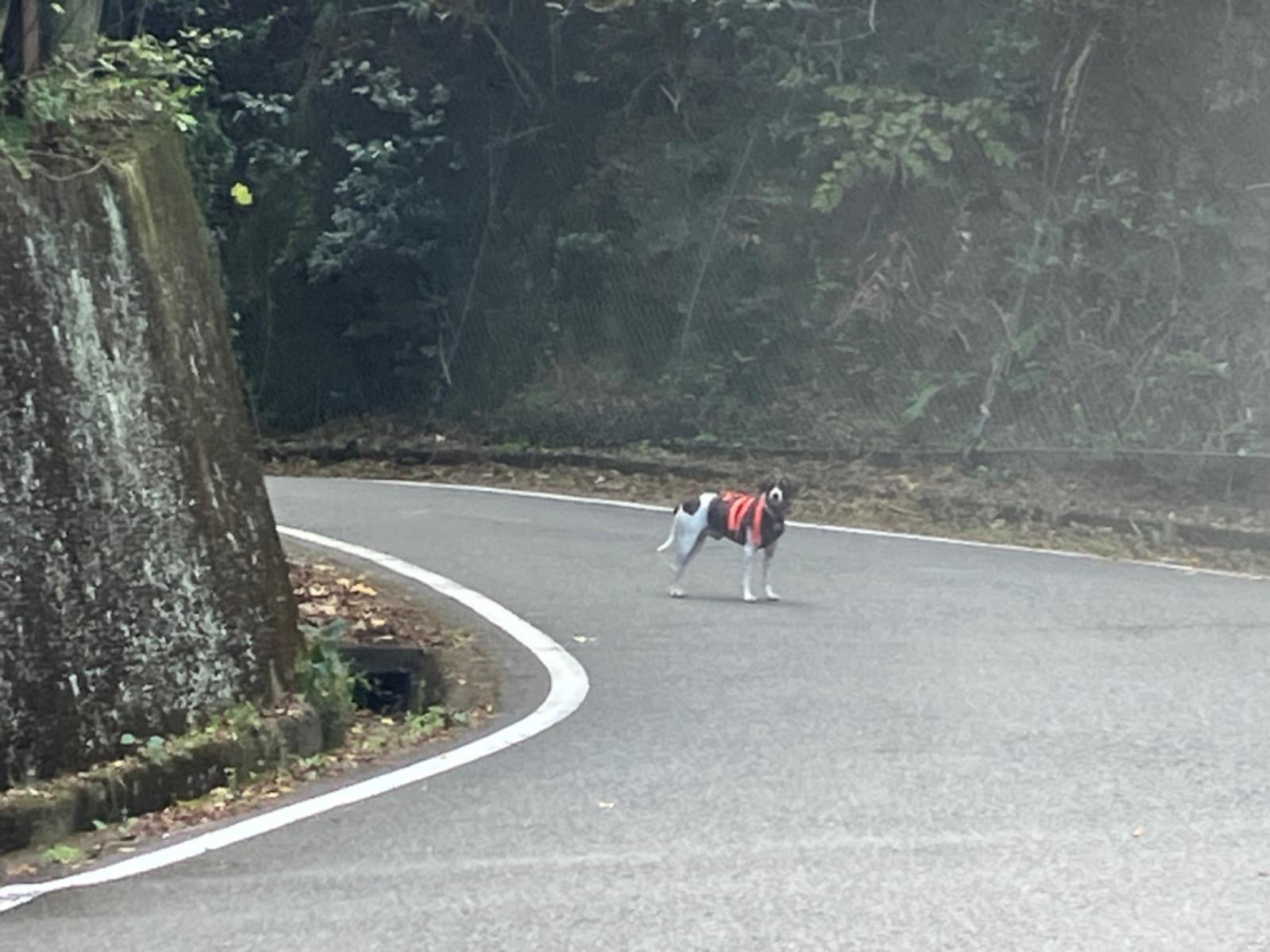 目撃された犬 目撃された犬