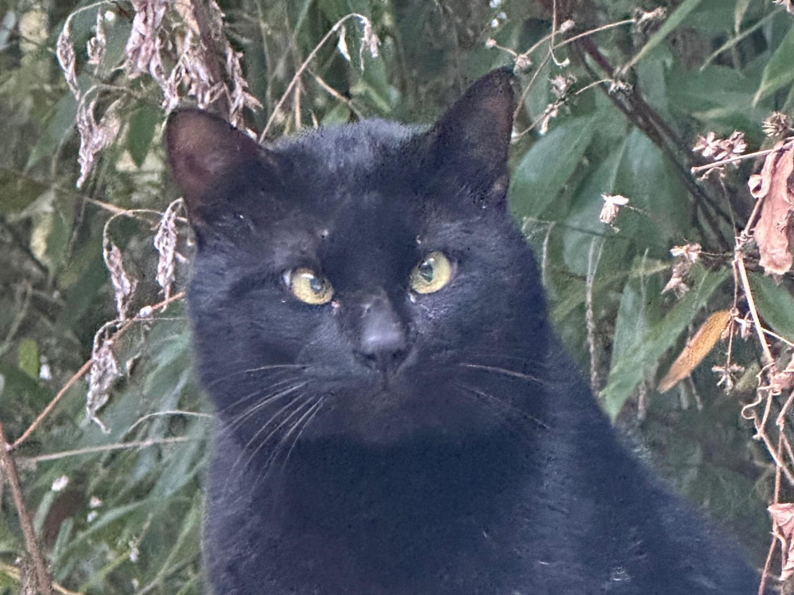 目撃された猫 目撃された猫