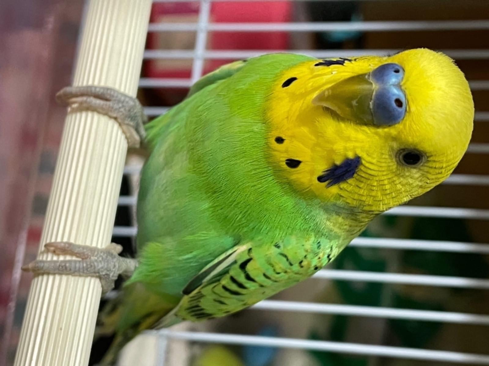保護された鳥 保護された鳥