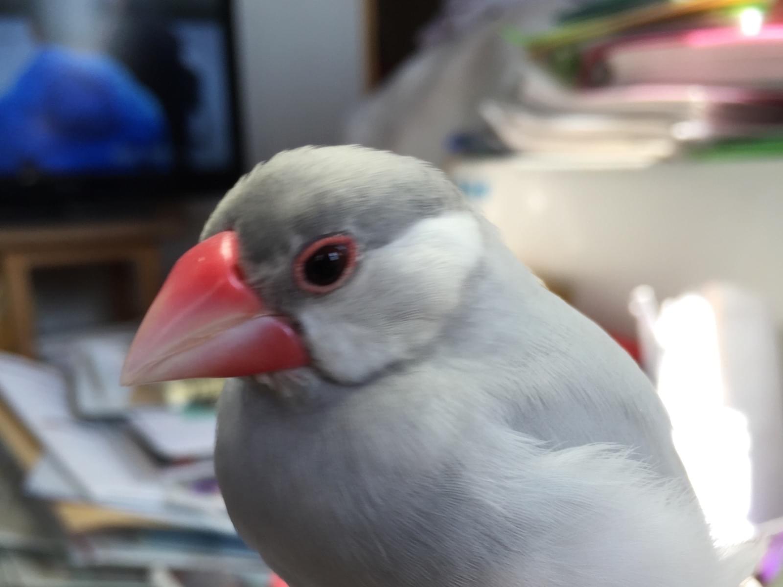 空ちゃん 空ちゃん