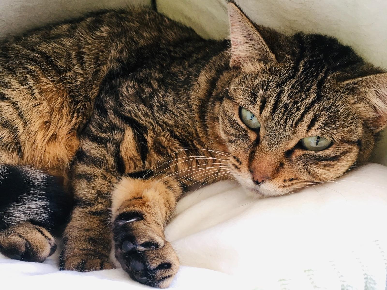 保護された猫 保護された猫