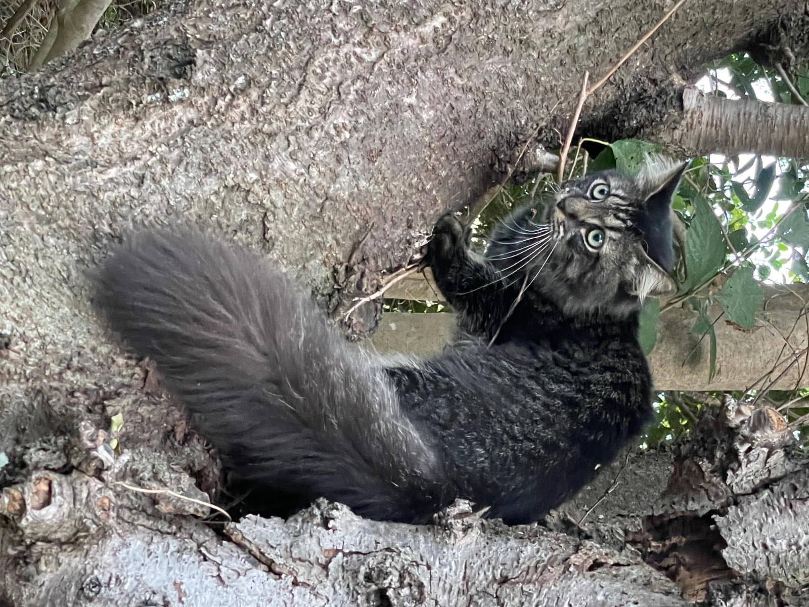 目撃された猫 目撃された猫