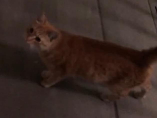 目撃された猫 目撃された猫