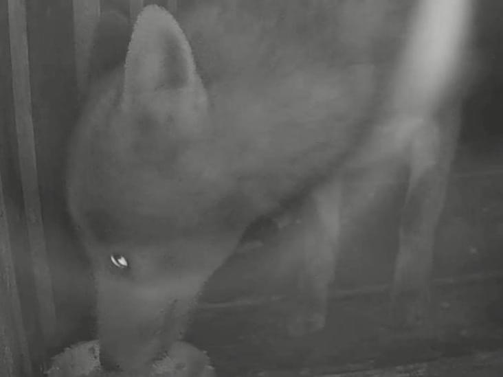 目撃された犬 目撃された犬