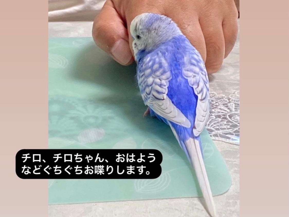 チロちゃん チロちゃん