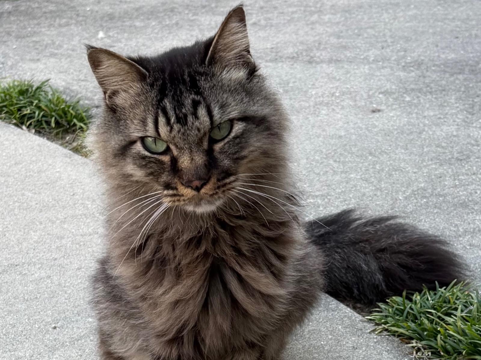 保護された猫