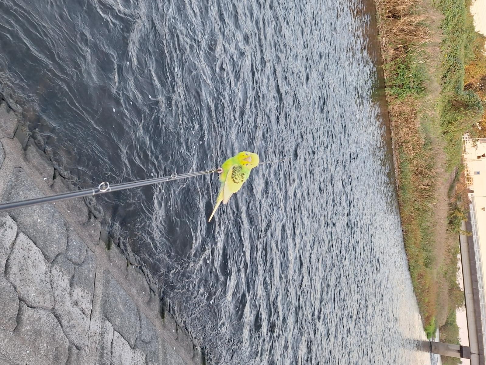 目撃された鳥 目撃された鳥