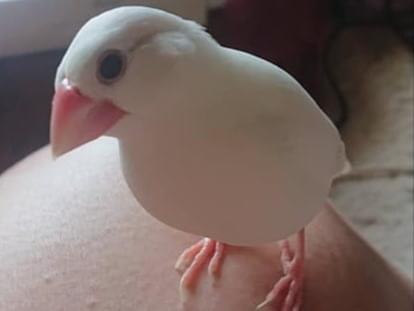 文ちゃん 文ちゃん