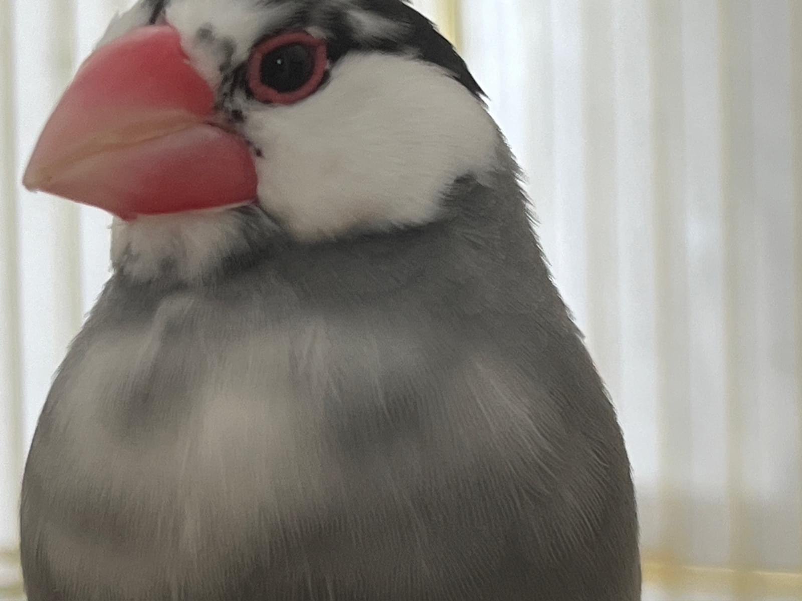 ロージーちゃん