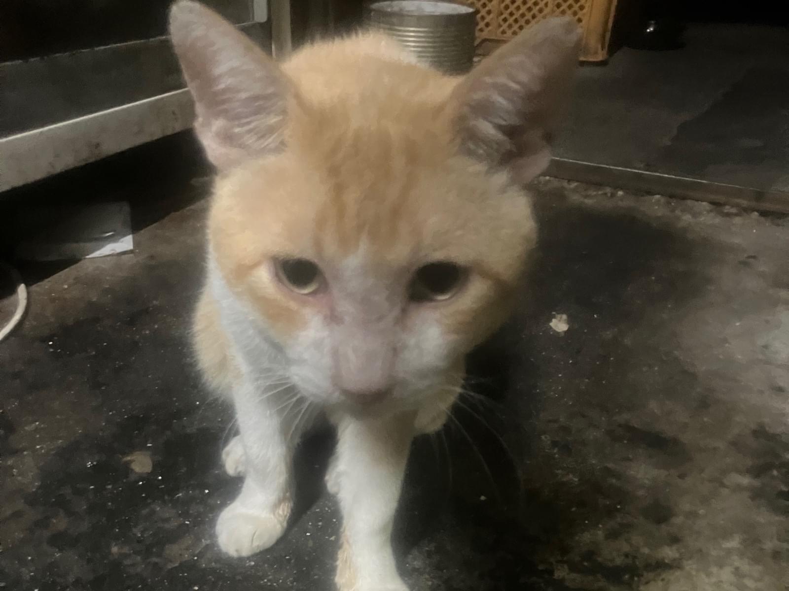目撃された猫 目撃された猫