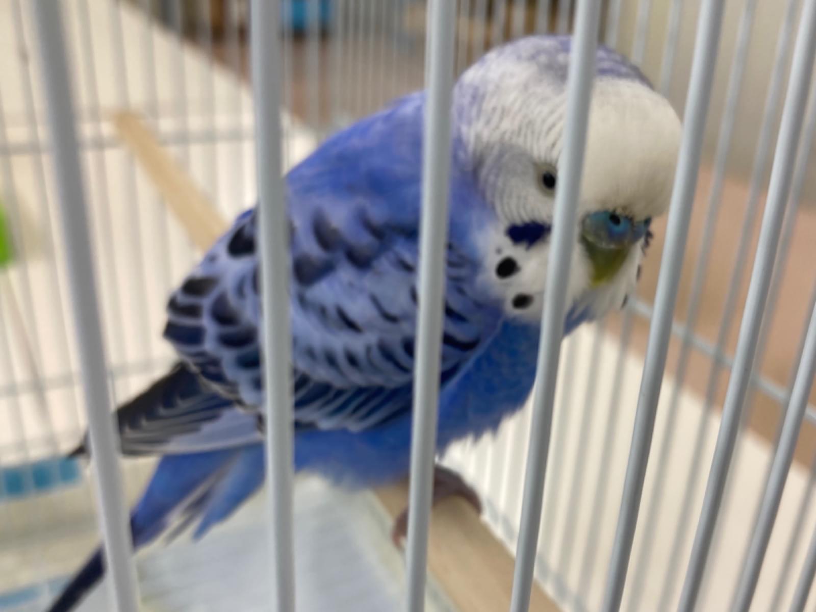 保護された鳥 保護された鳥