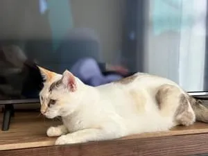三毛猫ミ－コ出品 約2歳の三毛猫とキジ白のミコちゃんとネネちゃん【Rescued cats