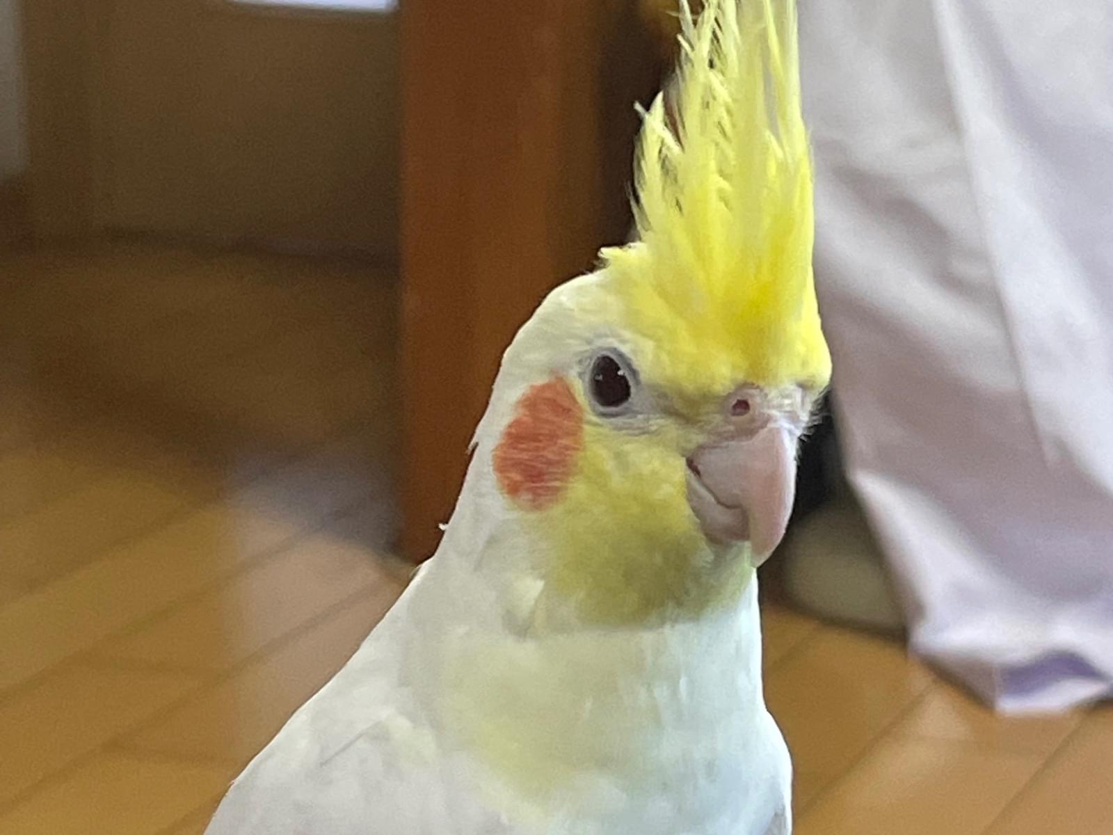 おこめちゃん おこめちゃん