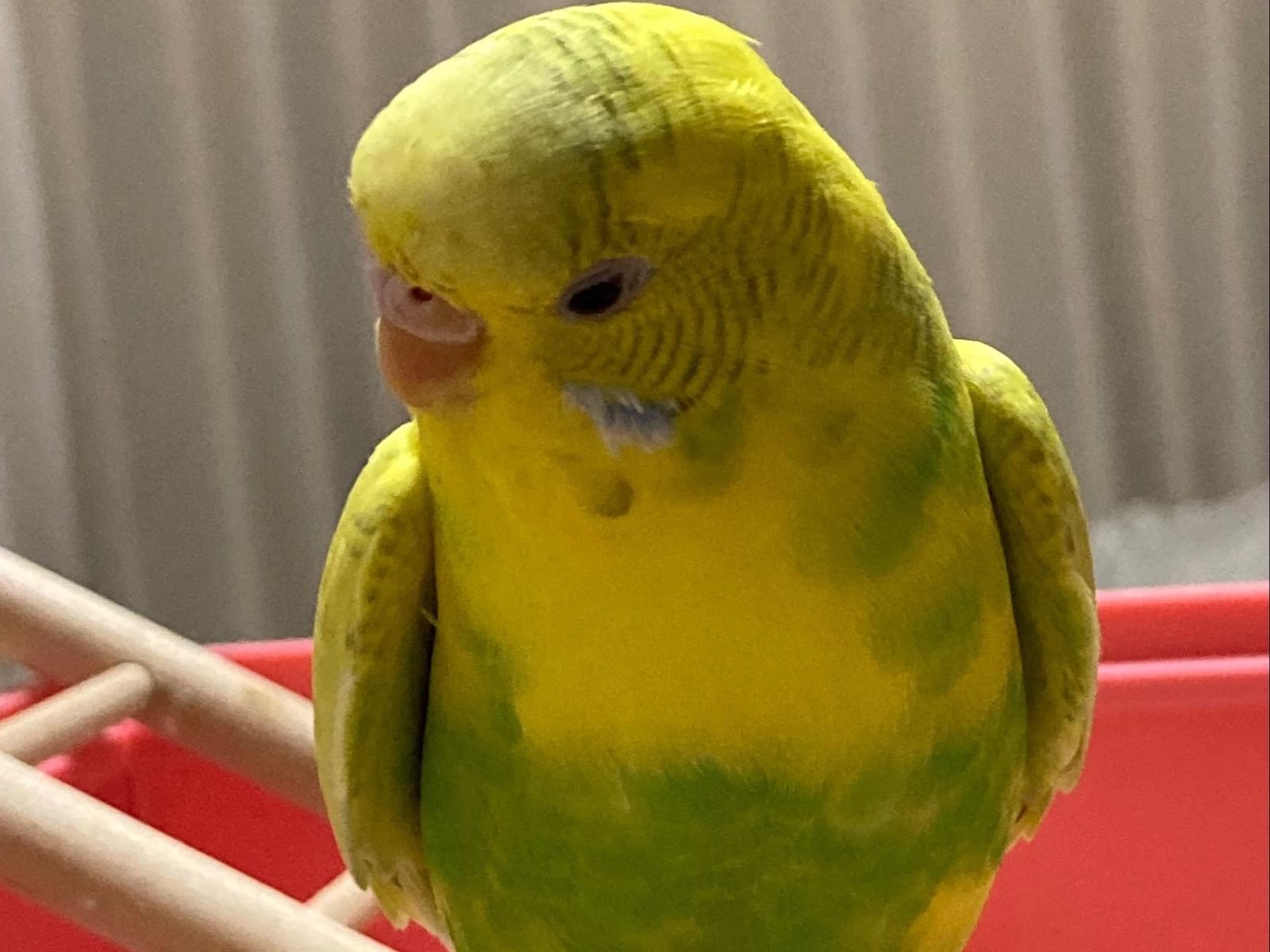 こたちゃん こたちゃん