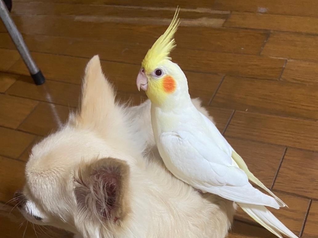 むぎちゃん むぎちゃん