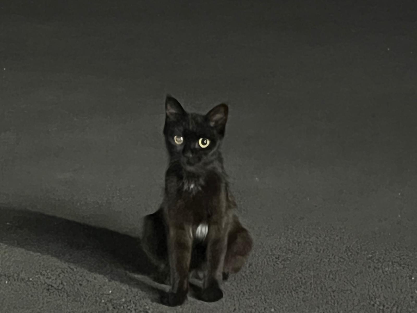 目撃された猫 目撃された猫
