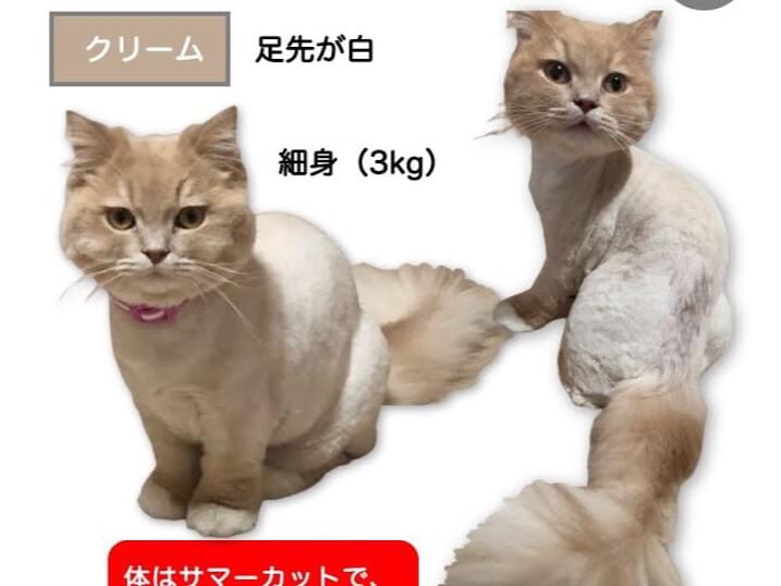 シンバちゃん シンバちゃん