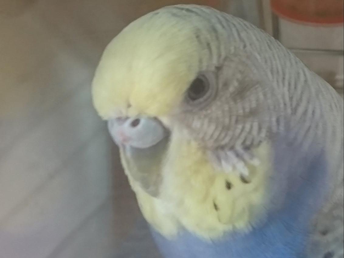 保護された鳥 保護された鳥