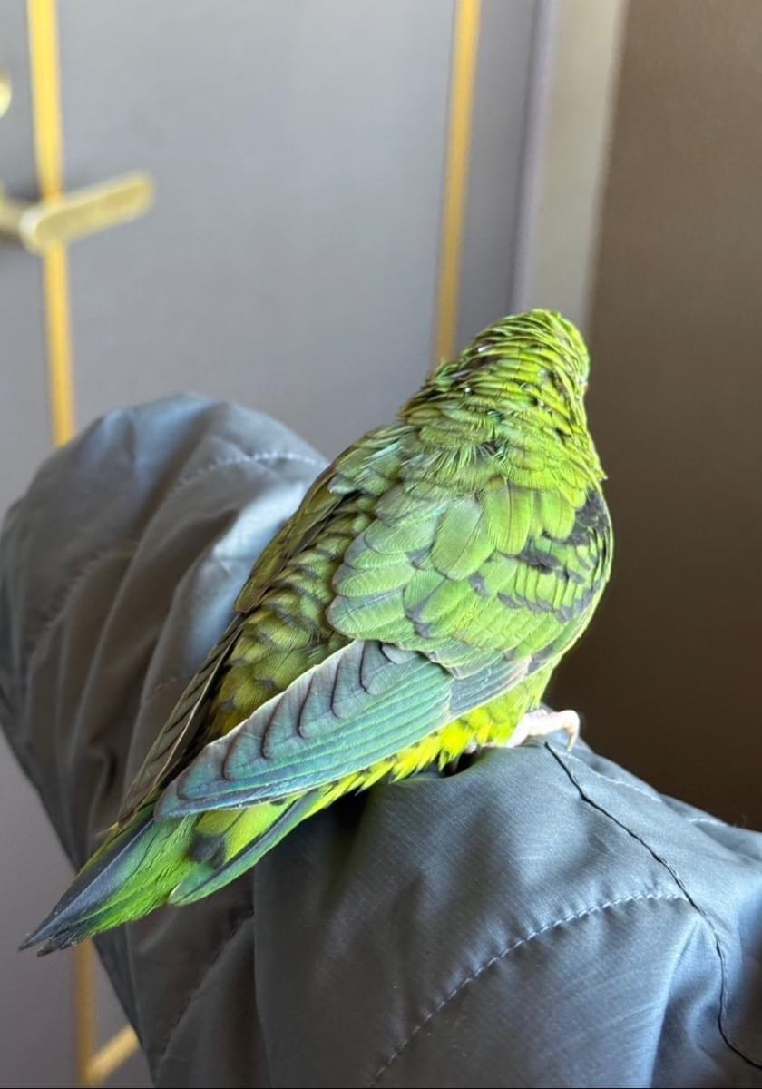 解決済み/お家に帰れました!】緑色のサザナミインコ