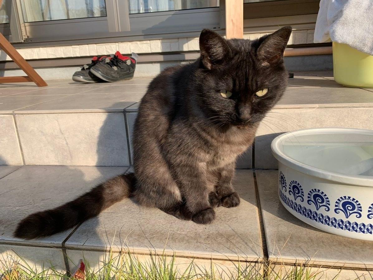 チェスちゃん チェスちゃん
