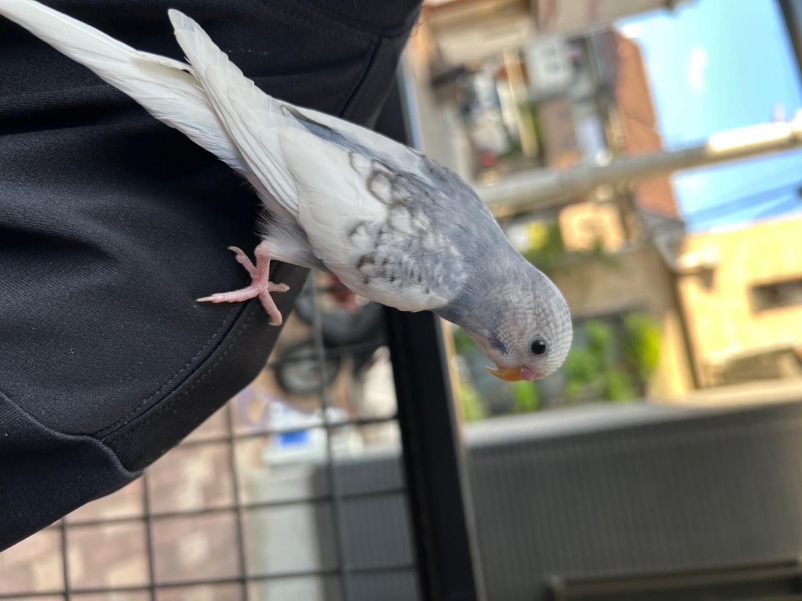 保護された鳥 保護された鳥