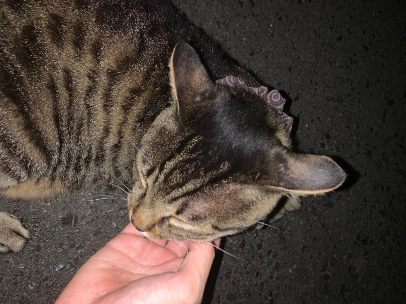 目撃された猫 目撃された猫
