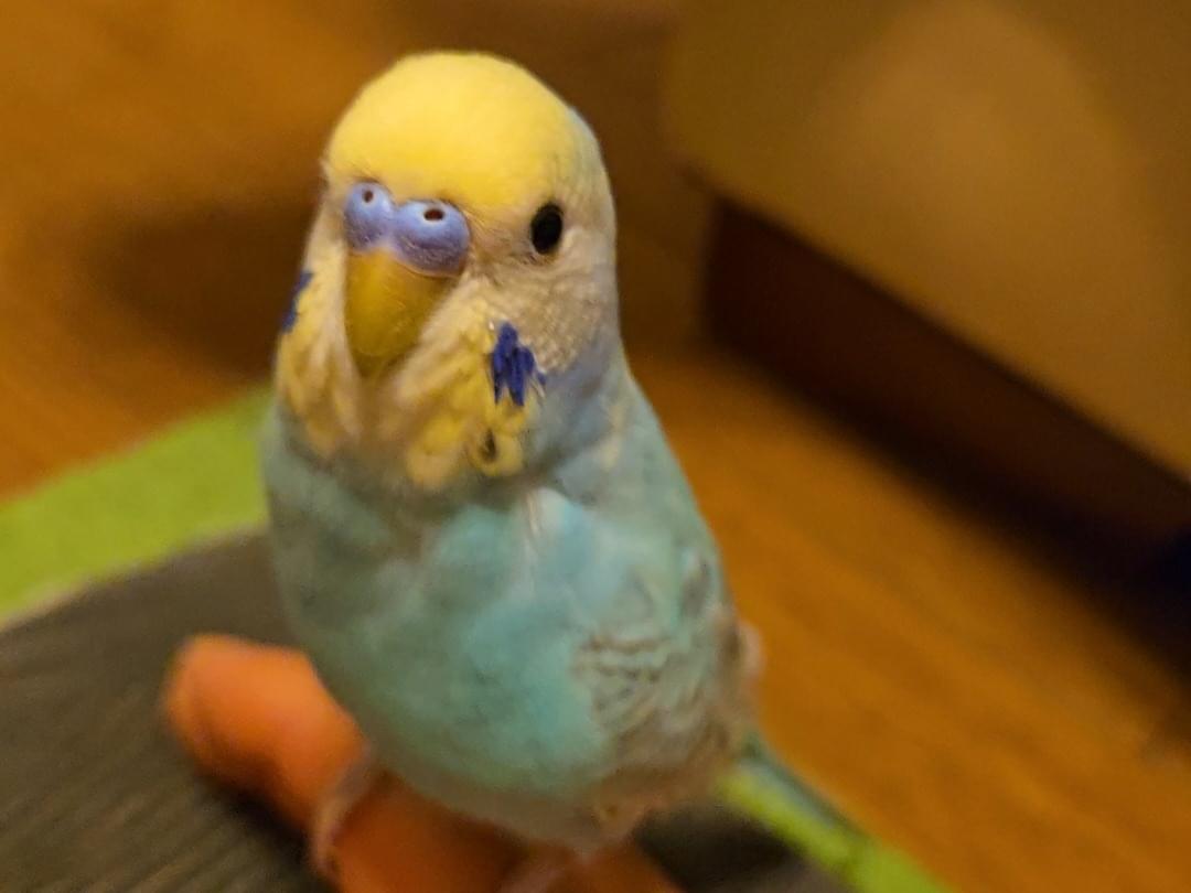 ルルちゃん ルルちゃん