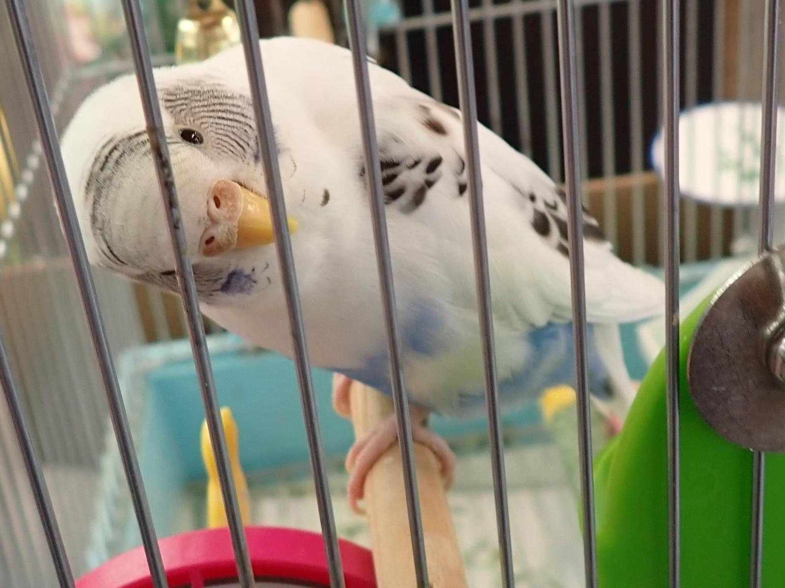 目撃された鳥 目撃された鳥